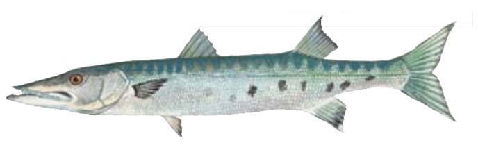 Barracuda